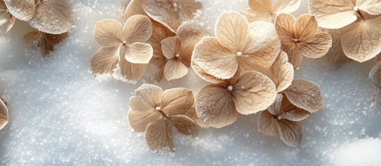Wall Mural - Winter garden scene featuring dry brown hydrangea flowers covered in snow showcasing Hydrangea arborescens L in a serene snowy landscape.
