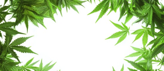 Poster - Vibrant green cannabis leaves framing blank space ideal for text or branding in a natural and organic theme