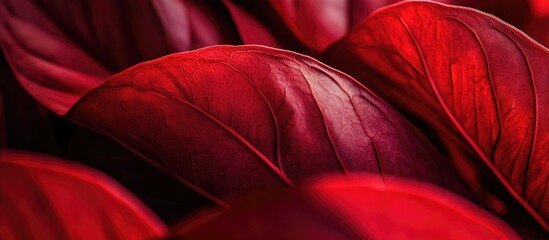 Poster - Close-up of lush wide red fibrous leaves showcasing intricate textures and vibrant colors in natural lighting.