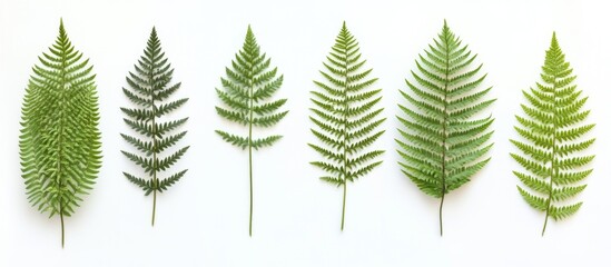 Aufkleber - Diverse Tropical Fern Leaves Displayed on a White Background for Natural and Botanical Themes