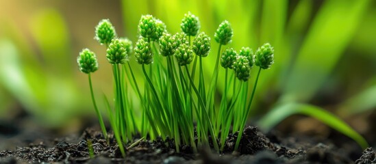 Poster - Fresh green shoots of Cyperus rotundus commonly known as Nut Grass emerging from dark soil with blurred natural background.