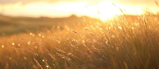 Poster - Morning sunlight illuminating dew drops on grass in a tranquil landscape creating a serene and refreshing natural scene.