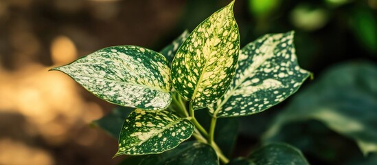 Poster - Dumb Cane Plant Leaf with Variegated Green and Yellow Patterns in Natural Light