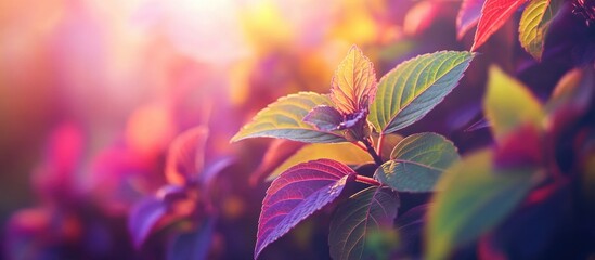 Poster - Vibrant coleus leaves with a bushy growth habit showcasing rich colors and textures in a beautifully lit garden setting.