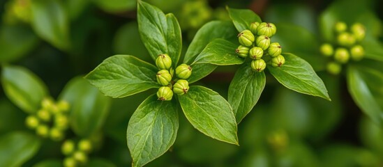 Poster - Common European creeping ivy with unripe berries and green leaves in spring captured from above with a natural blurred background.
