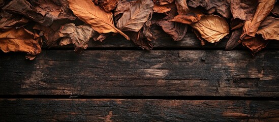 Poster - dried tobacco leaves and dry leaves on dark wooden planks rustic background with space for text or b