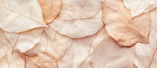 Poster - Dried leaf texture background featuring a composition of light beige leaves with subtle variations in color and pattern for natural decor design.