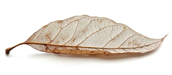 Poster - Detailed close-up of a dry leaf showcasing intricate veins against a white background highlighting natural textures and autumn colors.