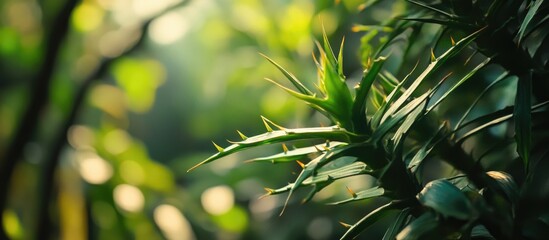 Wall Mural - Dwarf palmetto plant with sharp thorns creating a tropical background with vibrant green hues and soft light for a serene atmosphere