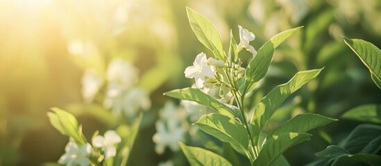 Poster - Tobacco plants in natural sunlight showcasing leaves and flowers of Nicotiana tabacum in a cultivated field setting.