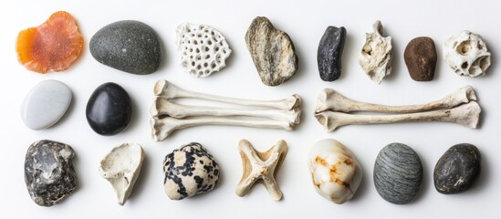 Poster - Natural sea finds including stones and bones arranged on a white background showcasing diverse textures and forms from the ocean.