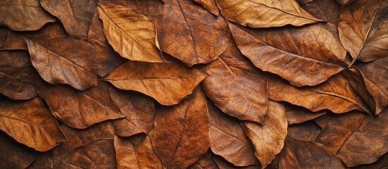 Poster - Dried tobacco leaves arranged in a textured background showcasing rich brown tones and natural patterns for use in various design projects.