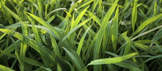 Poster - Close-up view of vibrant green grass blades showcasing texture and natural beauty in a sunlit field environment.