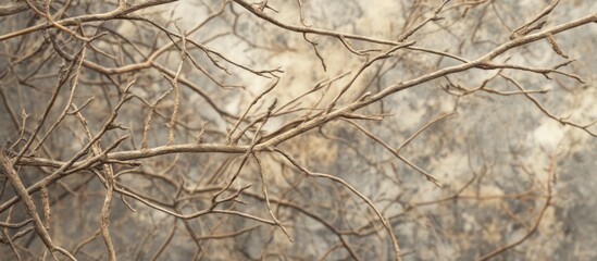 Poster - Leafless tree twigs in a muted background showcasing intricate patterns of dry branches during autumn or winter season.
