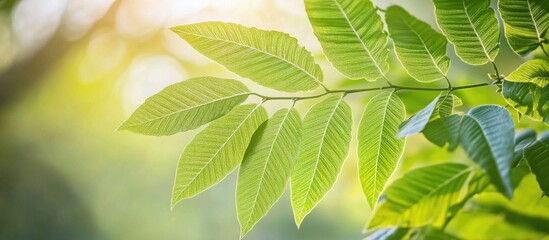 Poster - Vibrant Fresh Green Leaves in Soft Light Capturing the Essence of Springtime Nature and Lush Fern Plantations.