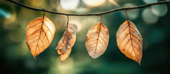 Poster - Autumn leaves hanging on a tree branch with a blurred forest background showcasing seasonal change and natural beauty