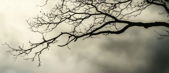Poster - Silhouetted dry branches against a cloudy foggy sky capturing a moody and atmospheric natural scene.
