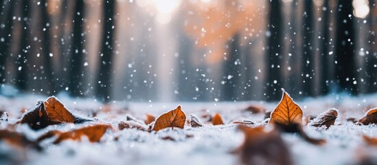 Wall Mural - Close up of frozen autumn leaves on snow covered ground in winter forest with gentle snowfall and blurred trees in background