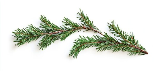 Wall Mural - Horizontal mockup with blank frame and pine tree branch for Christmas greeting card design space template.