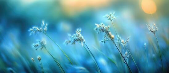 Poster - Windswept wild grasses with frothy seedheads creating natural patterns in a serene meadow at sunset.