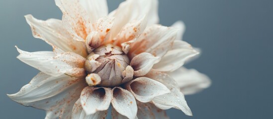 Wall Mural - Dahlia flower close-up isolated on gray background showcasing delicate petals and textures in high-quality photography