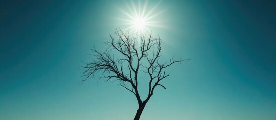 Poster - Barren tree silhouette against bright sun and clear blue sky creating a serene landscape atmosphere.