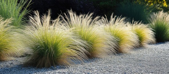 Poster - Tall ornamental grass landscape with lush feather-like plumes ideal for natural backgrounds and garden design elements.