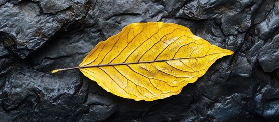 Poster - Yellow leaf resting on textured black volcanic stone creating a striking contrast in nature's earthy palette.