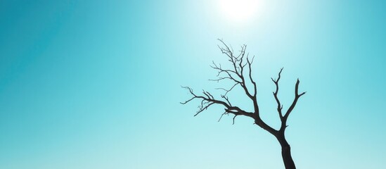 Poster - Barren tree silhouetted against a bright blue sky and shining sun creating a serene and minimalistic natural landscape.