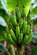 © สิริวุฒิ นาคโคตร - Banana tree with tightly closed buds on stems, nature, plant