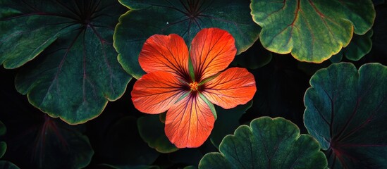 Wall Mural - Closeup of vibrant red geranium flower surrounded by lush green leaves showcasing natural beauty and floral detail.