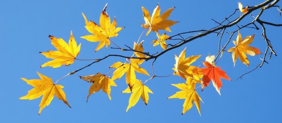 Wall Mural - Vibrant autumn leaves in shades of yellow and orange against a clear blue sky showcasing the beauty of fall foliage.