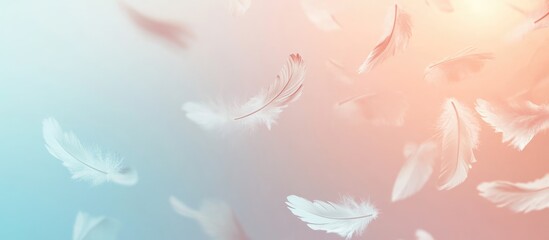 Fototapete - Soft Gradient Background with Delicate White Feathers Ideal for Text Placement and Design Projects