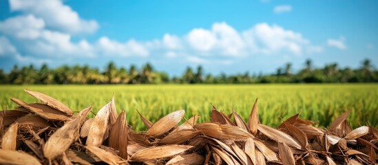 Wall Mural - Dried coconut leaves in foreground with vibrant rice field and clear blue sky creating a serene tropical landscape scene