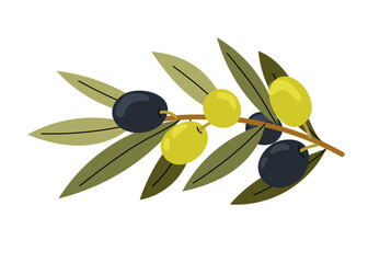 Olive tree. Black and green olives on a branch. Natural ingredient for mediterranean cuisine. Fresh and ripe olives illustration.