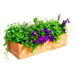 © extra - Elevated wooden garden bed filled with various vibrant green and purple herbs and plants