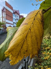 Poster - A leaf is on the ground