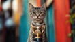 © Oleksandr - Curious cat with a shiny trophy strikes a confident pose in a vibrant urban alleyway