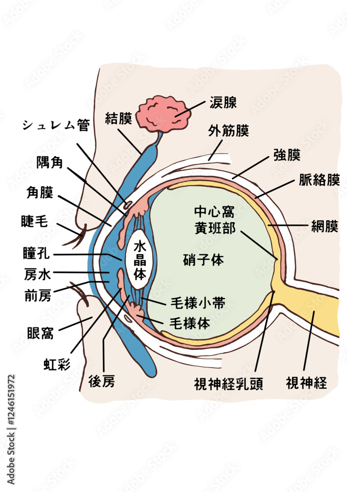 Стоковое векторное изображение «眼球の解剖図|視神経・角膜・水晶体の構造» | Adobe Stock