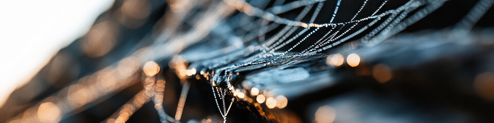Dew-Covered Spiderweb on Dark Surface