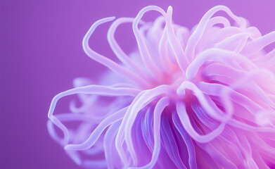 Wall Mural - A close-up of a delicate, translucent sea anemone with soft glowing tentacles against a purple gradient background.