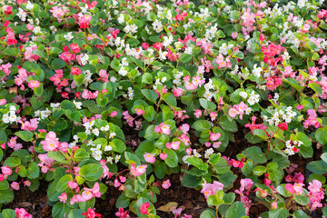 Wall Mural - begonia flower (begonia semperflorens) blooming.