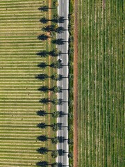 Wall Mural - Aerial view of a road lined with palm trees and fields in Barossa Valley, South Australia