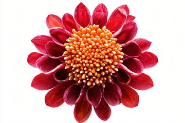Poster - Radiant Dahlia Blossom A Captivating Macro Shot Showcasing Nature s Intricate Beauty and Vibrant Colors