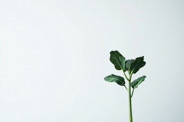 Poster - Fresh broccoli plant with green leaves on a clean white background in a minimalist style