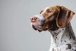 © Юля Бурмистрова - Captivating brown and white dog portrait with sharp details and realistic lighting