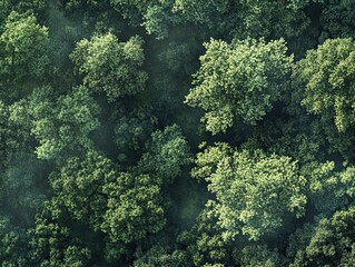 Wall Mural - aerial view of dense green forest canopy with textured treetop patterns and light haze
