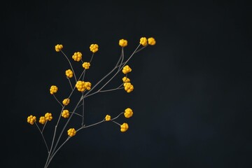 Canvas Print - Delicate yellow flowers on a thin branch against a dark background, showcasing the beauty of nature and minimalism in a seasonal concept