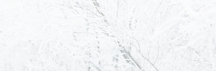 Wall Mural - Snow and rime ice on the branches of bushes. Trees covered with hoarfrost. Plants in the park are covered with hoar frost. Cold snowy winter weather. Frosting texture. Wide panoramic light background.