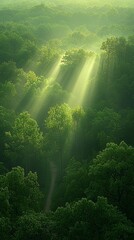 Canvas Print - Sunbeams through misty forest, aerial view, peaceful nature scene, perfect for calming backgrounds